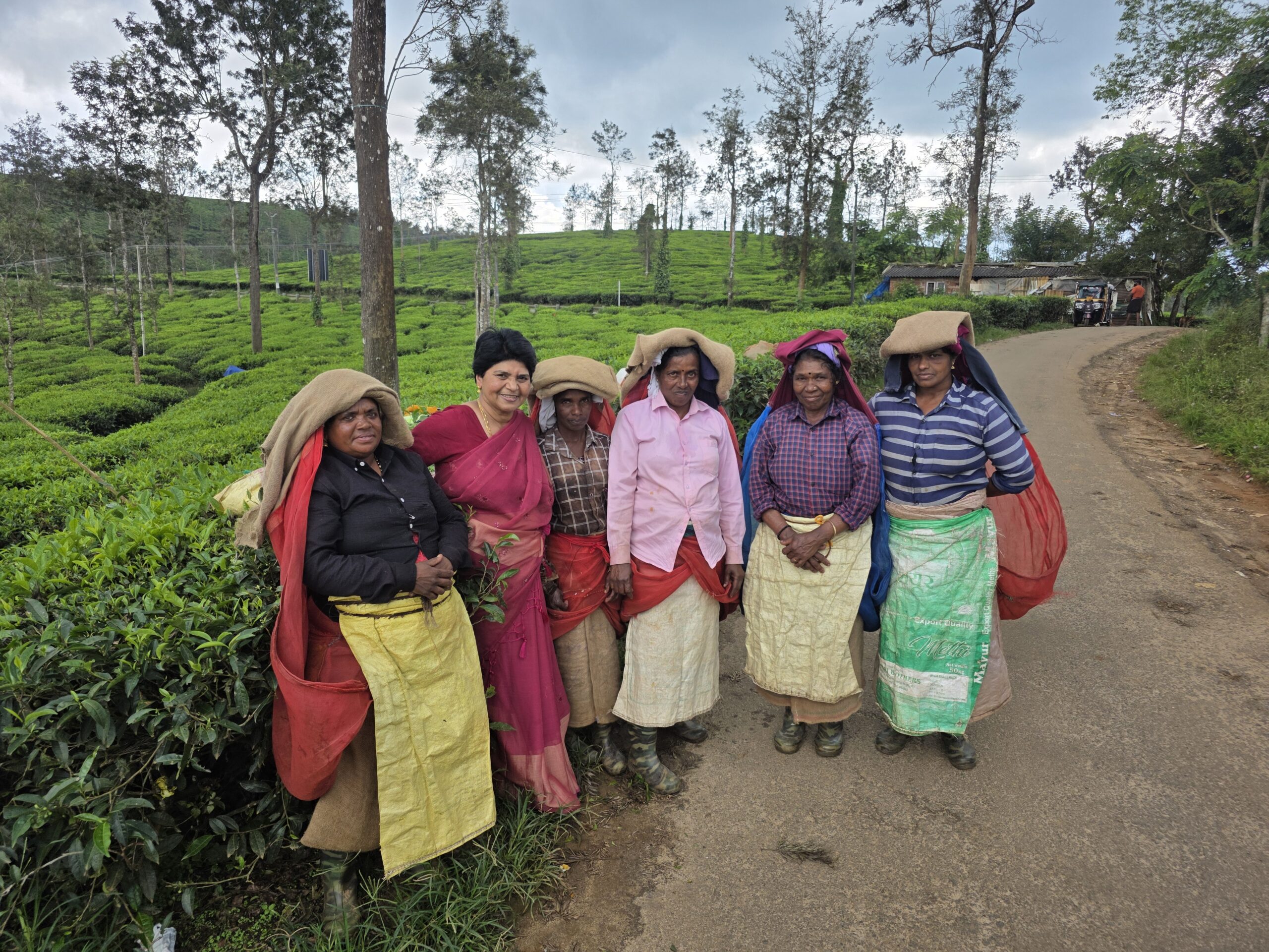 Tea pickers in traditional attire stand together in a lush tea plantation, showcasing their role in the tea industry. Tree-lined backdrop enhances the scene.